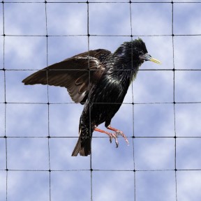 1 1/8 inch mesh bird netting for starlings, pigeons and larger birds