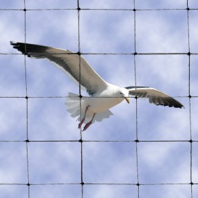 2 inch mesh bird netting for pigeons, seagulls and larger birds
