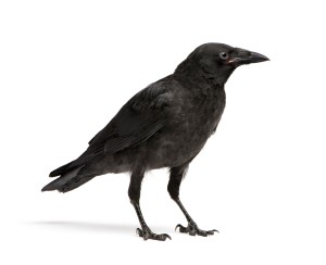 black crow on white background standing