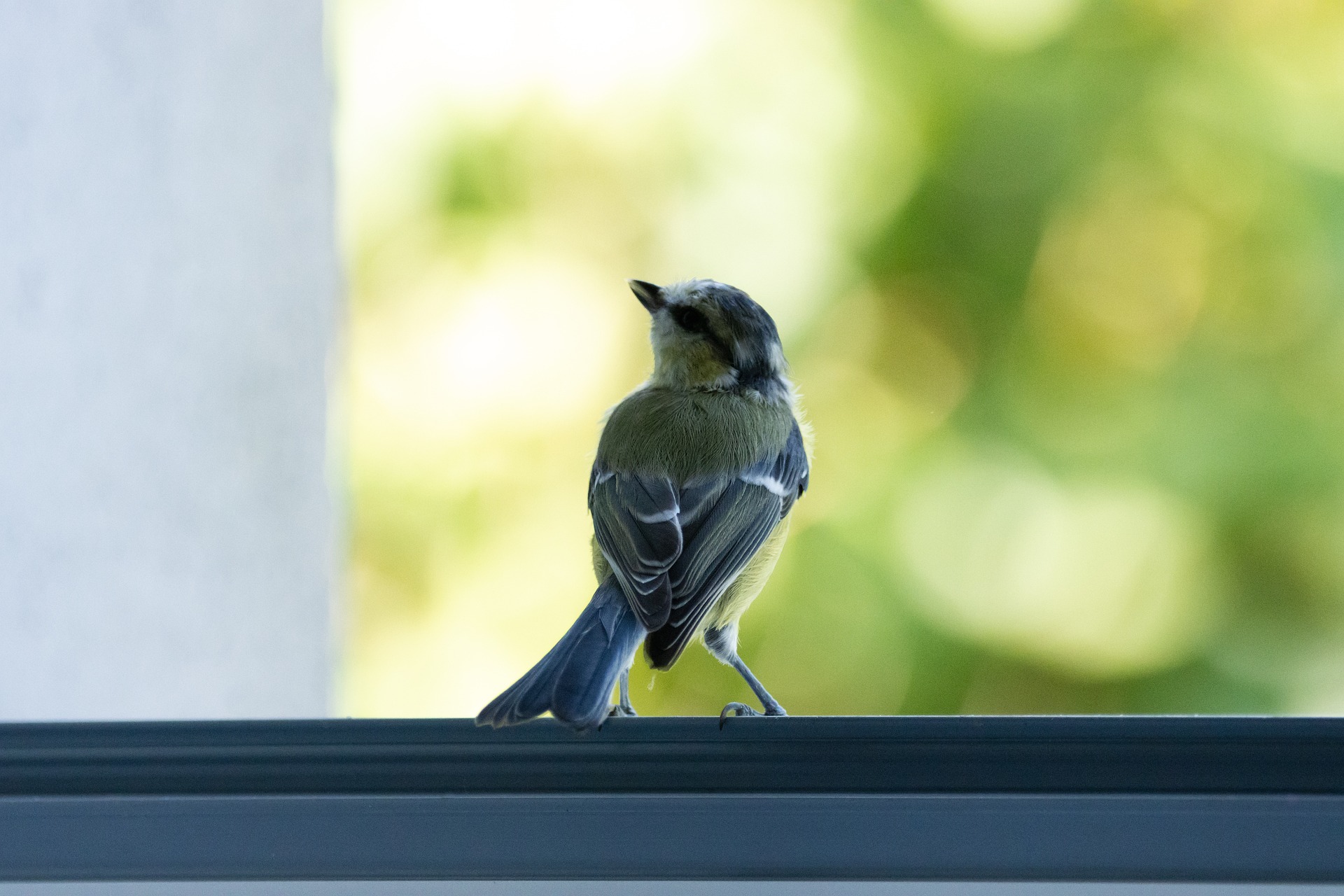 Stop birds flying into windows