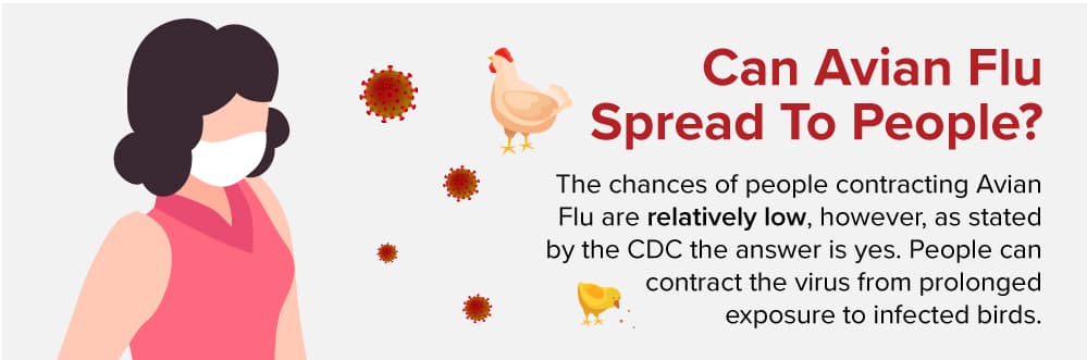Can avian flu spread to people