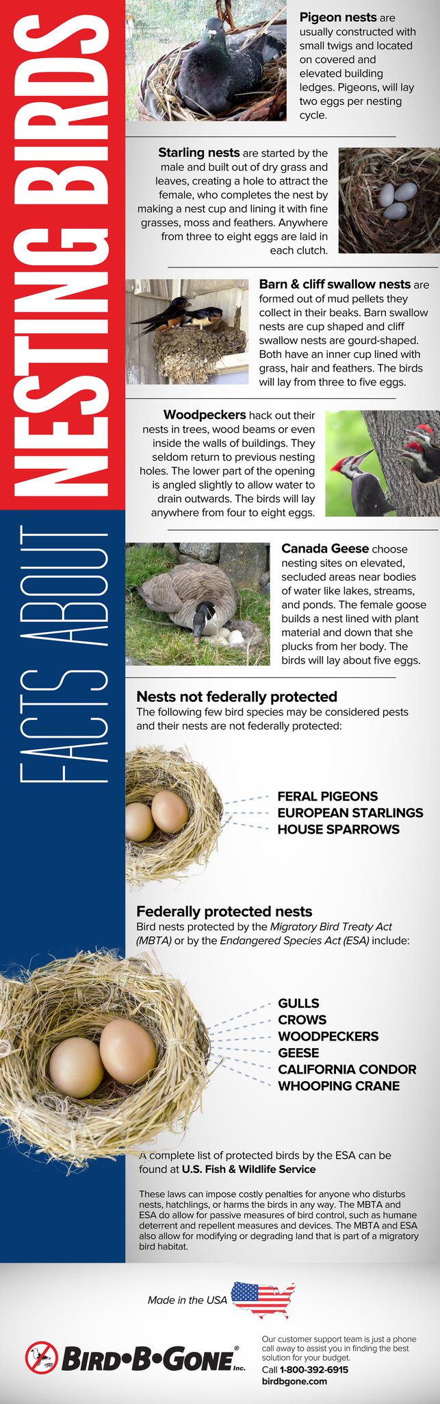 The Facts on Nesting Pest Birds Infographic