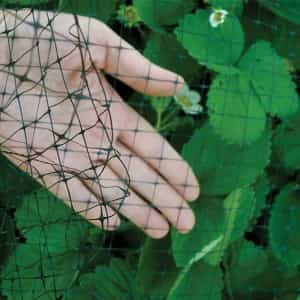 Garden netting is used to stop birds during spring and summer