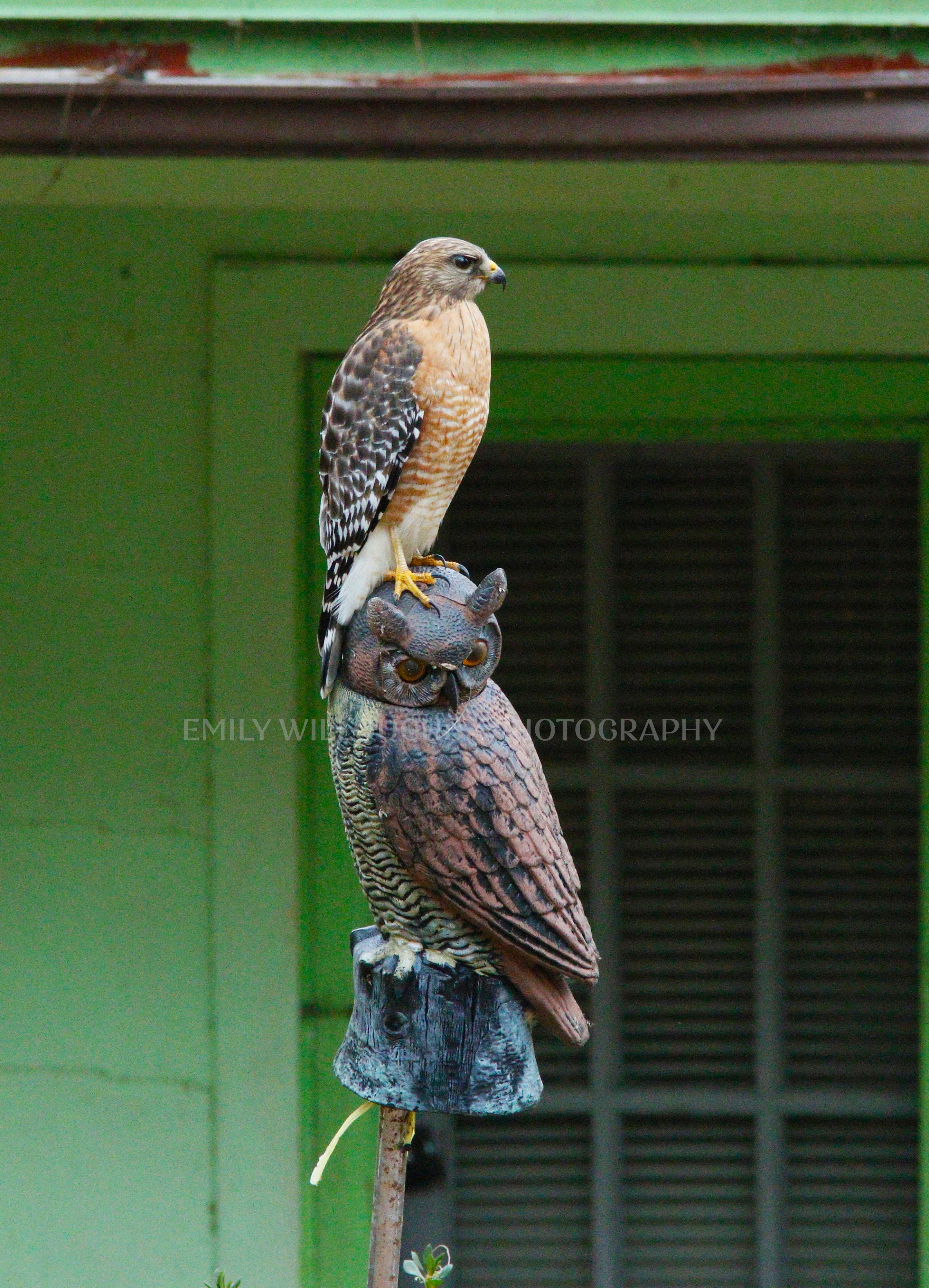 Hawk perched on top of owl decoy