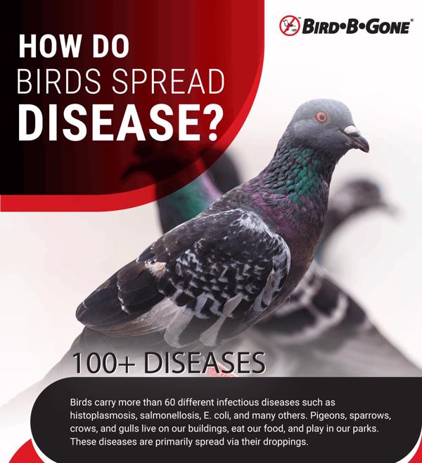 How Do Birds Spread Disease 
