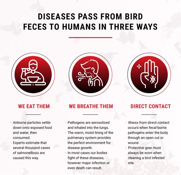 Diseases pass from bird feces to humans in three ways