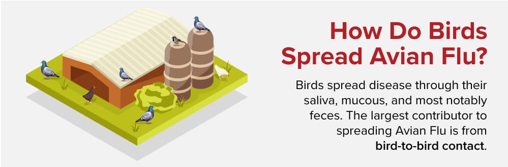 How do birds spread bird flu