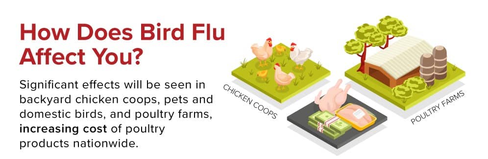 How does bird flu affect you?