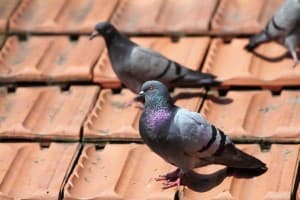 Pigeons roosting on rooftop of a house