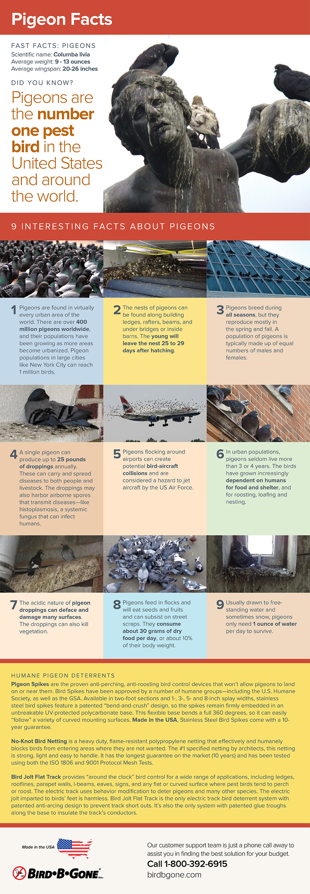 an infographic with 9 facts about pigeons