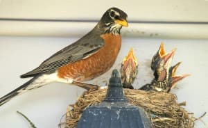 Robin nesting in eave of a home