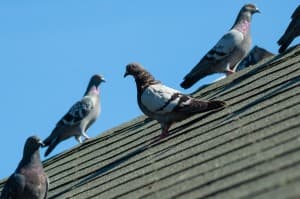 A flock of pigeons roosting on a rooftop. 