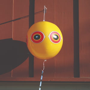 Bird B Gone Scare Eye Balloon visual bird deterrent