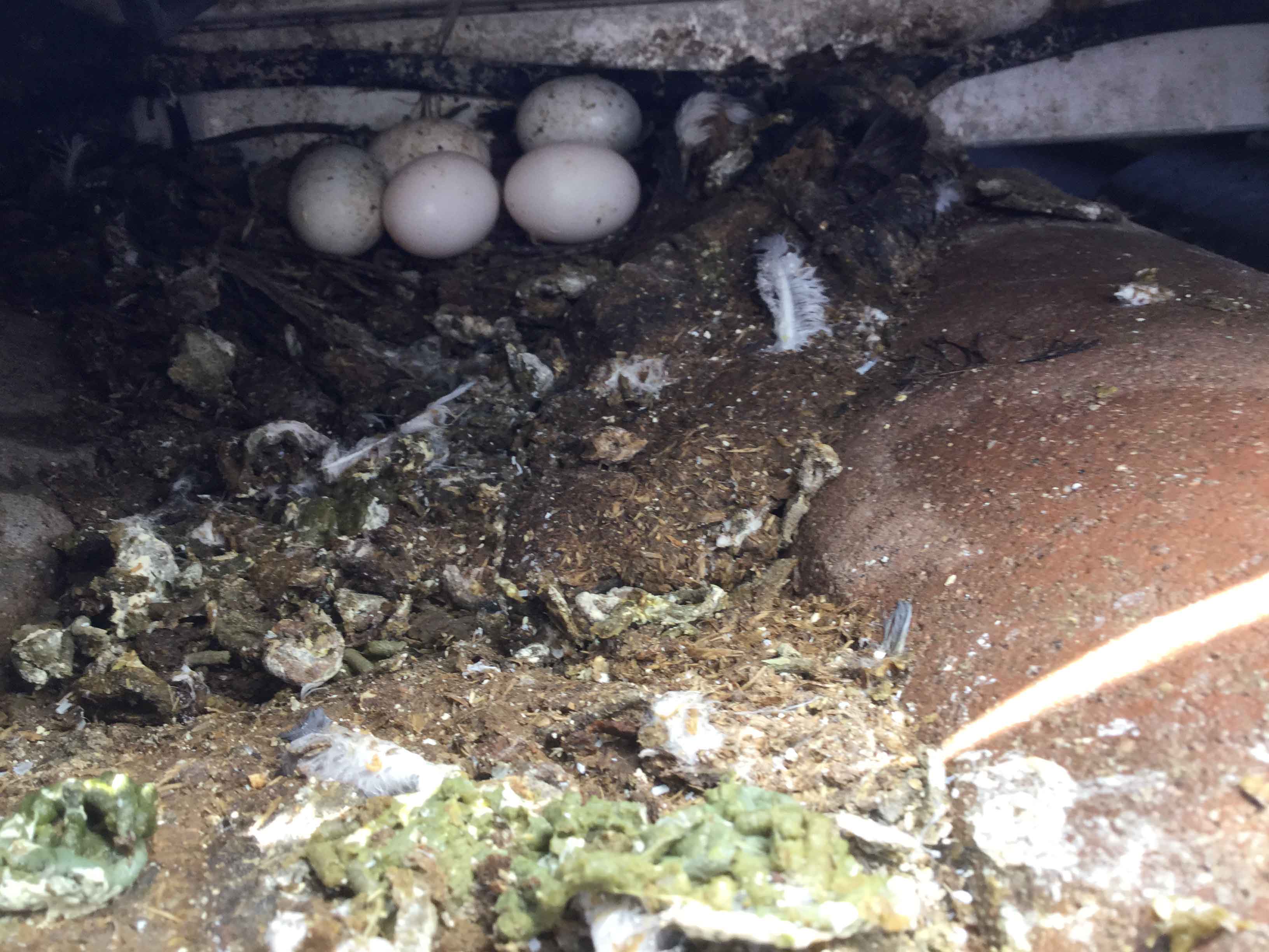 nesting debris and pigeon droppings under solar panel