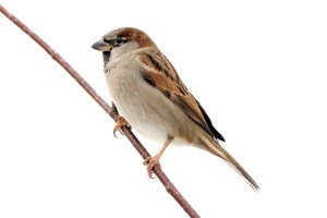 small sparrow perching on twig 