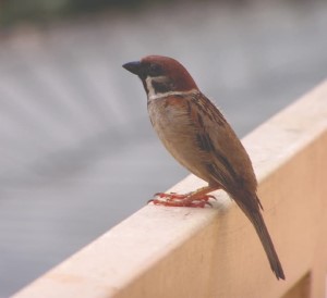 small sparrow perching on ledge