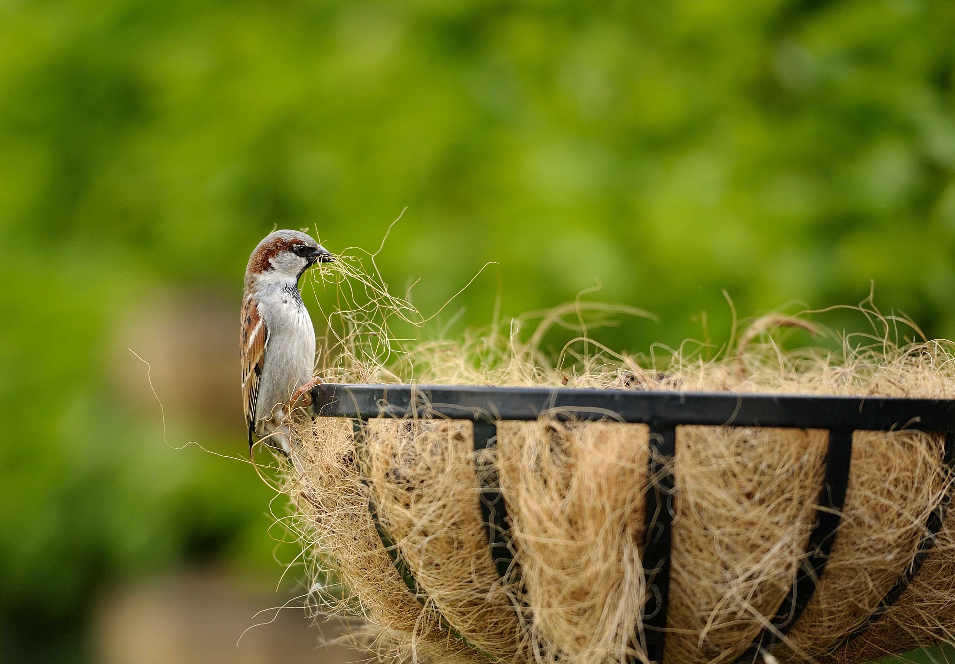 Sparrow taking weaving from plant hanger to make nest