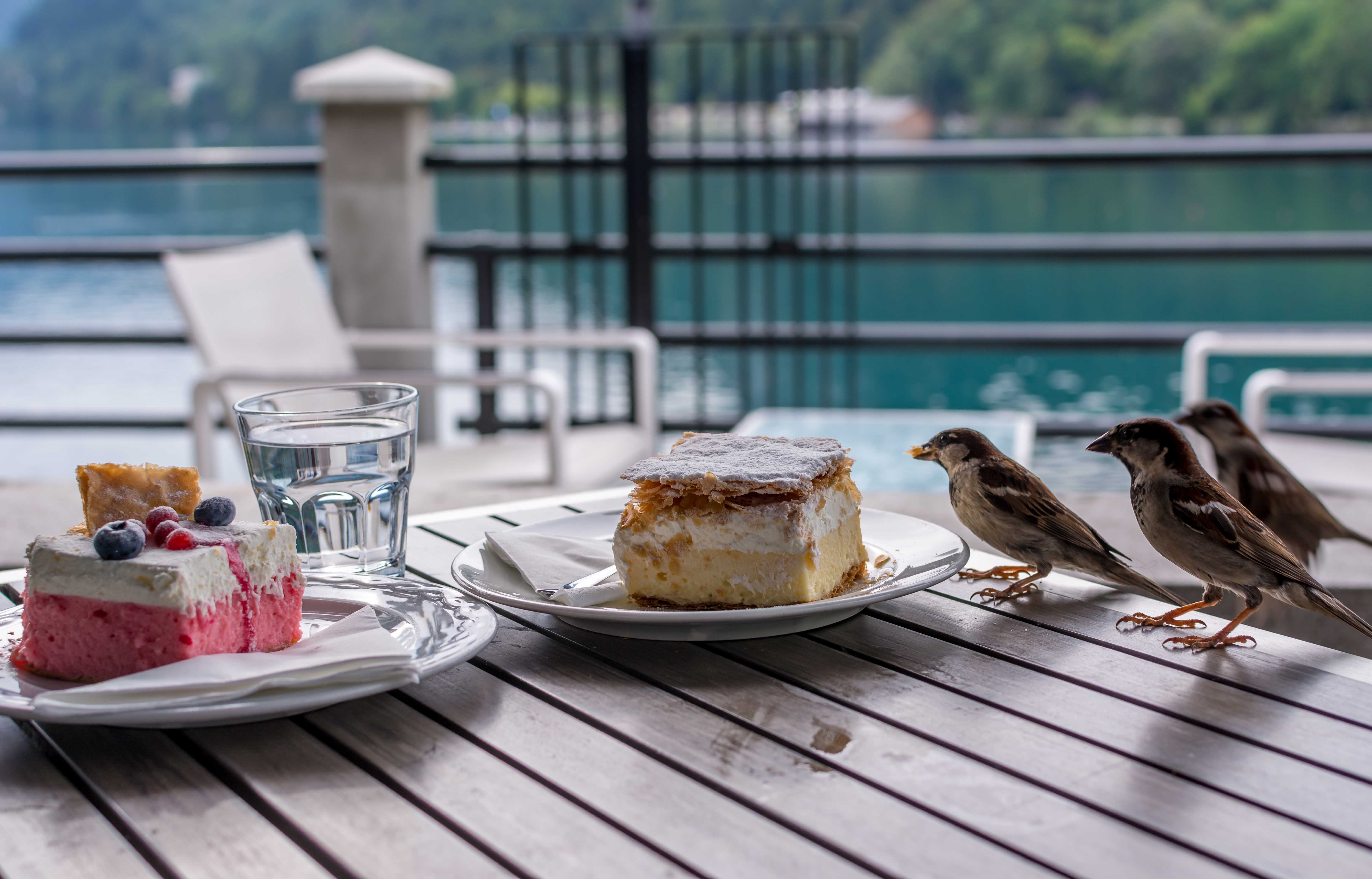 sparrows eating from the table of  an outdoor dining area