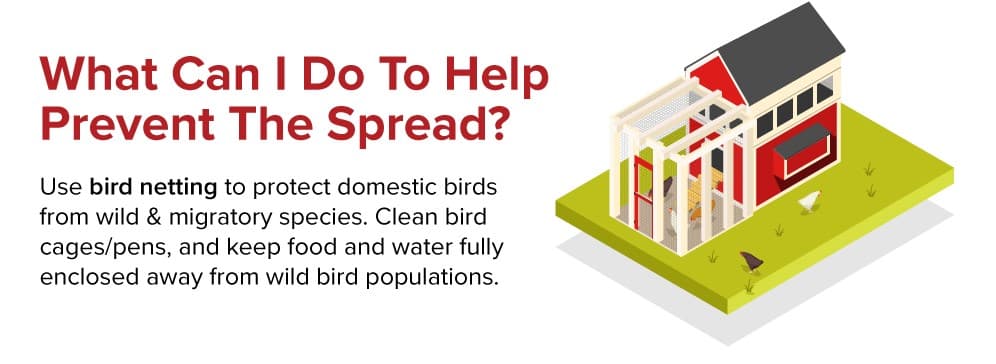 What can I do to help prevent the spread of avian flu?